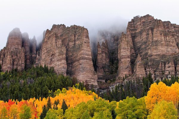 Foresta autunnale in montagna