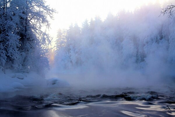 Foresta invernale. Nebbia sul lago