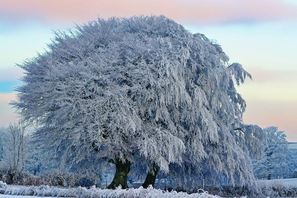 Enorme árbol cubierto de escarcha