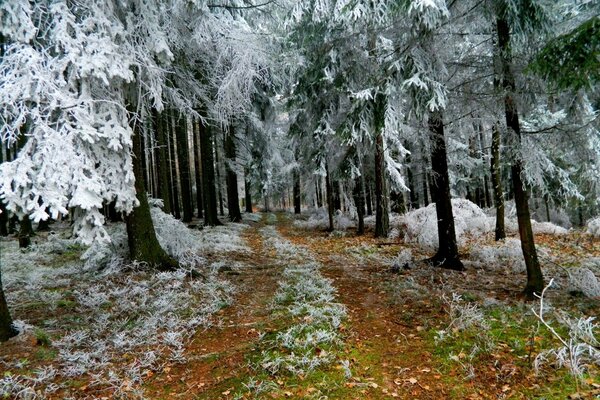 Erster Frost auf dem Waldweg