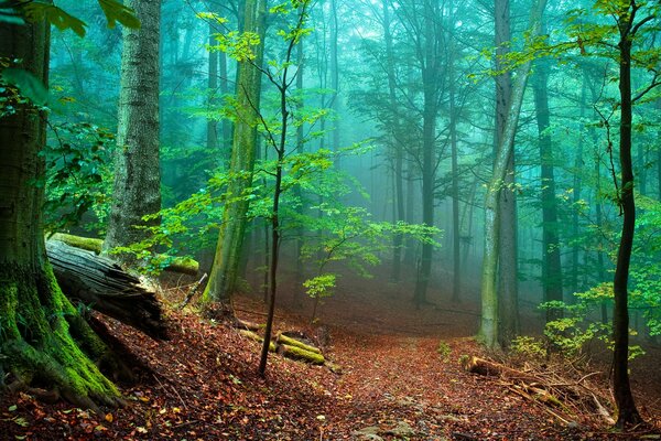 Bosque en la niebla y grandes árboles