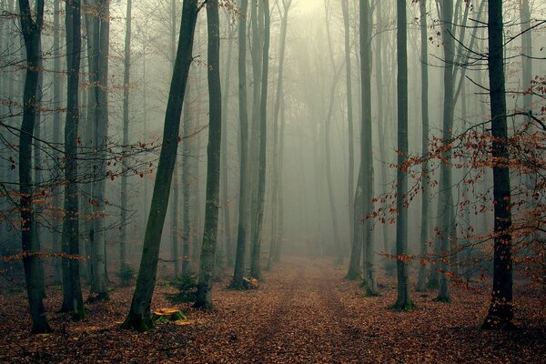 Autumn misty forest: a lonely tree with fallen leaves and bare branches, wrapped in fog