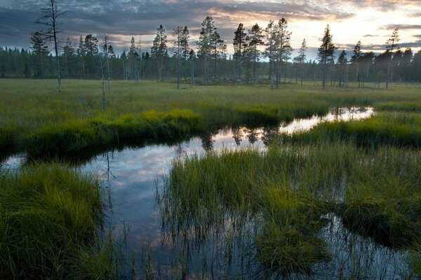 Forest swamp with tall grass