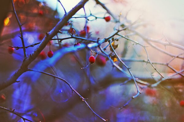 Beeren auf Ästen im Winter bei Sonnenuntergang