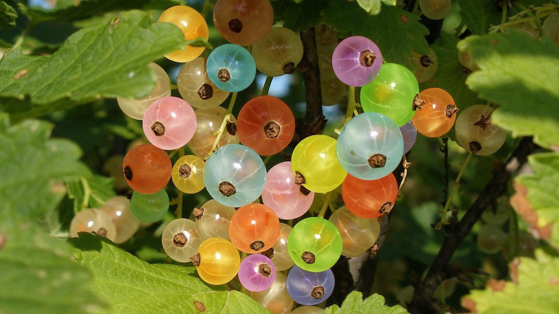 berries currants flowers rainbow