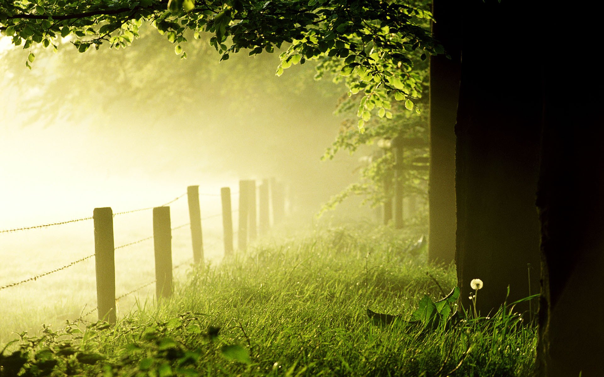 mattina nebbia foresta erba prato alberi recinzione dente di leone