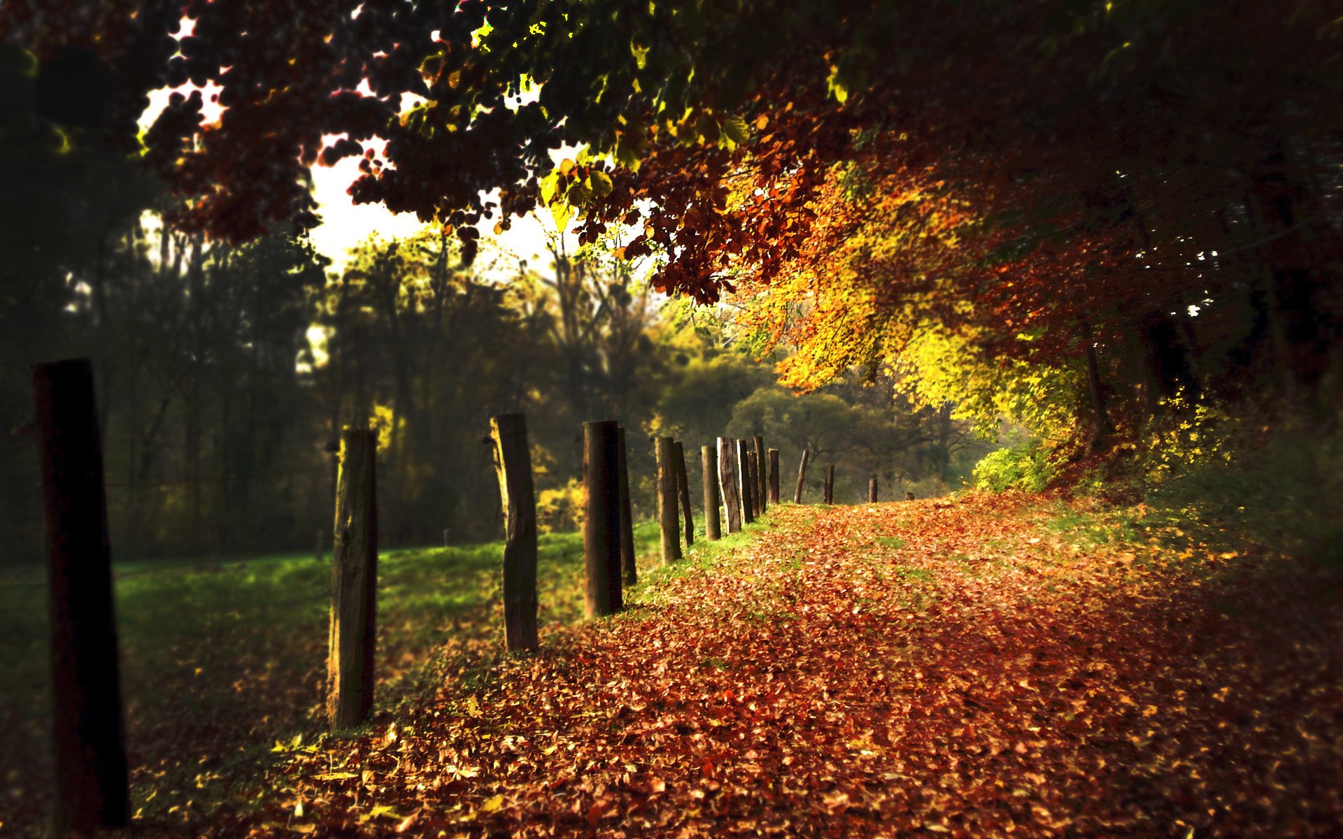 naturaleza camino caminos camino senderos otoño hojas follaje postes bolardos callejón callejones