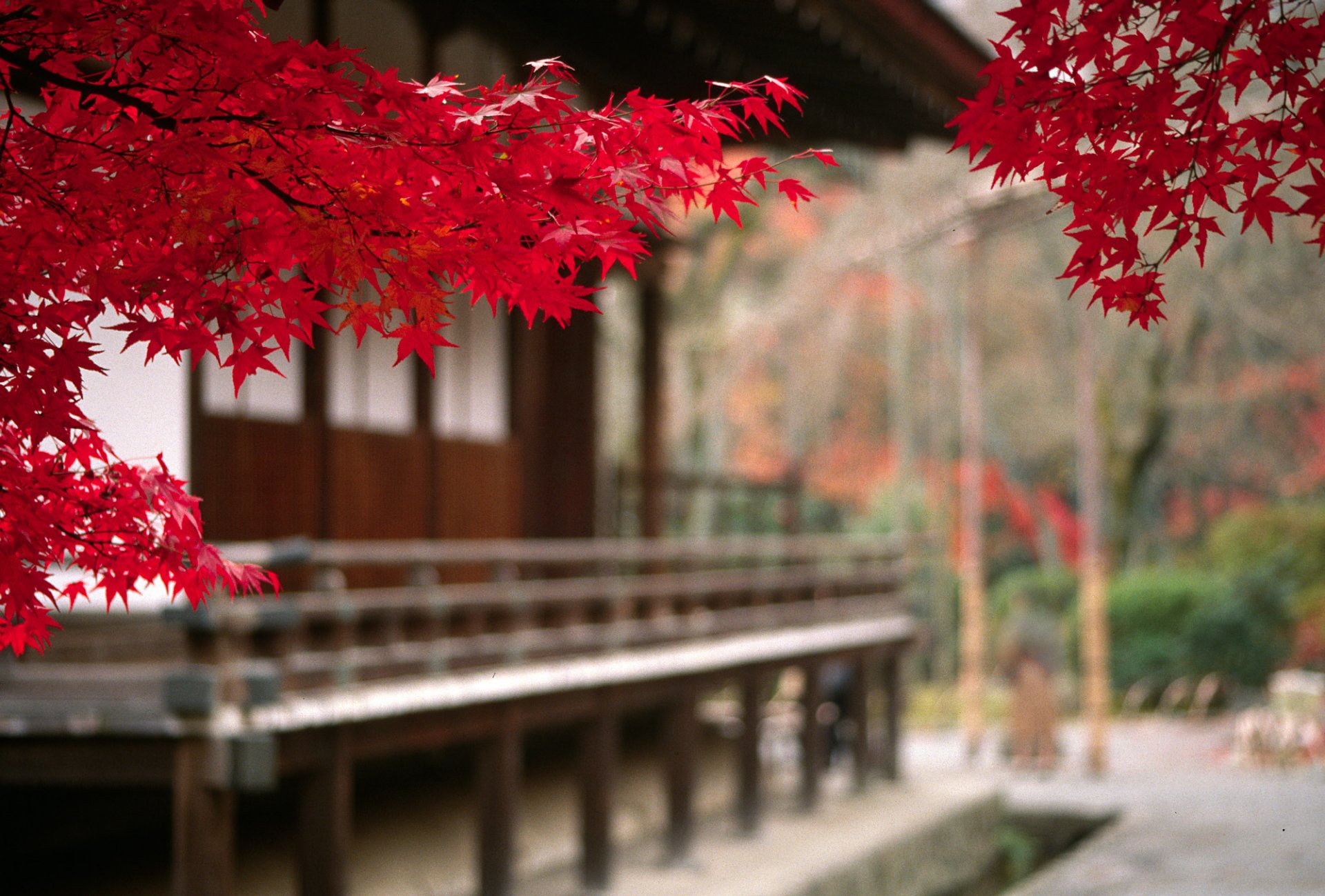 paisaje japón otoño árbol hojas rama