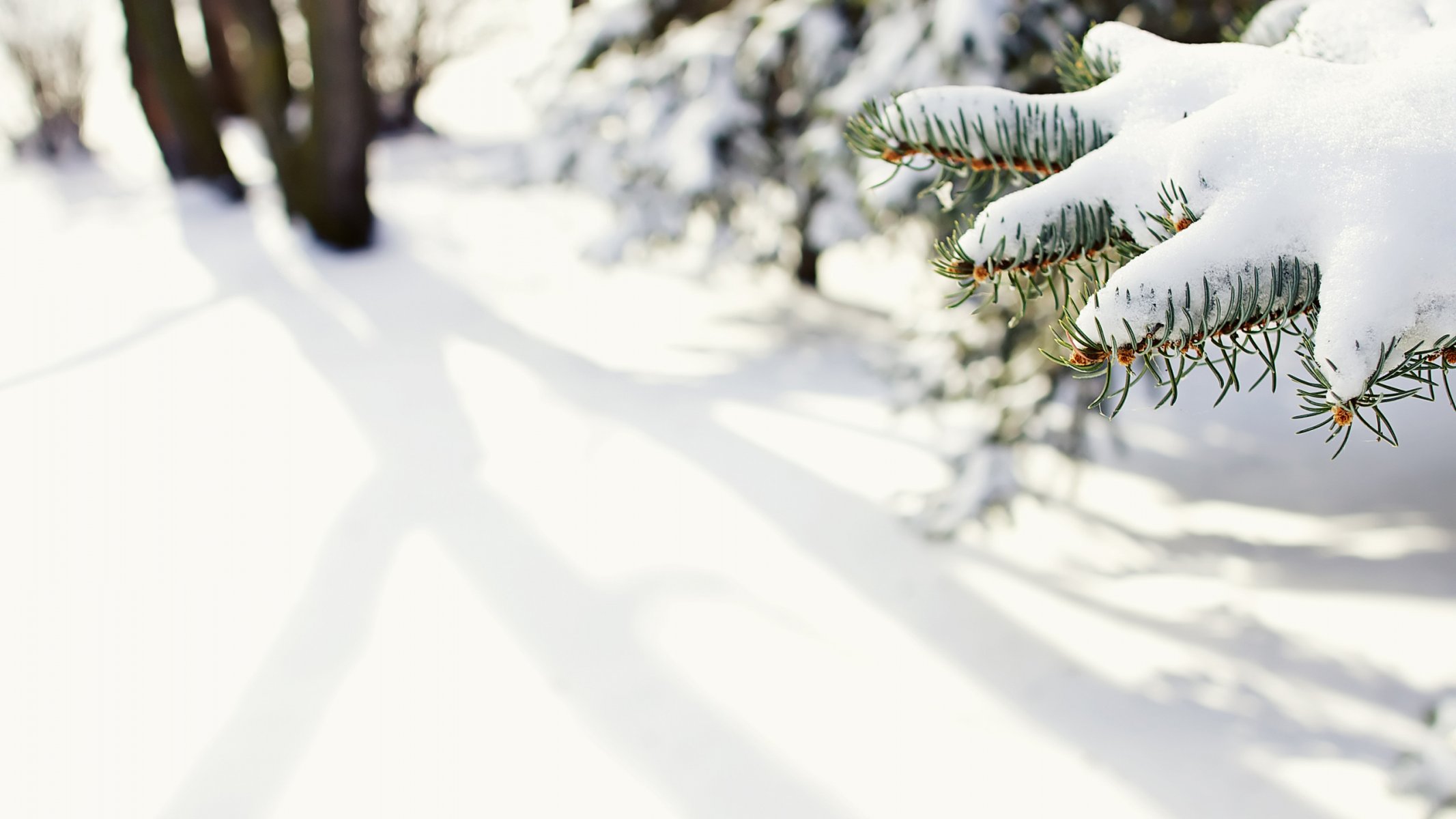 nature neige sapin hiver gros plan aiguilles