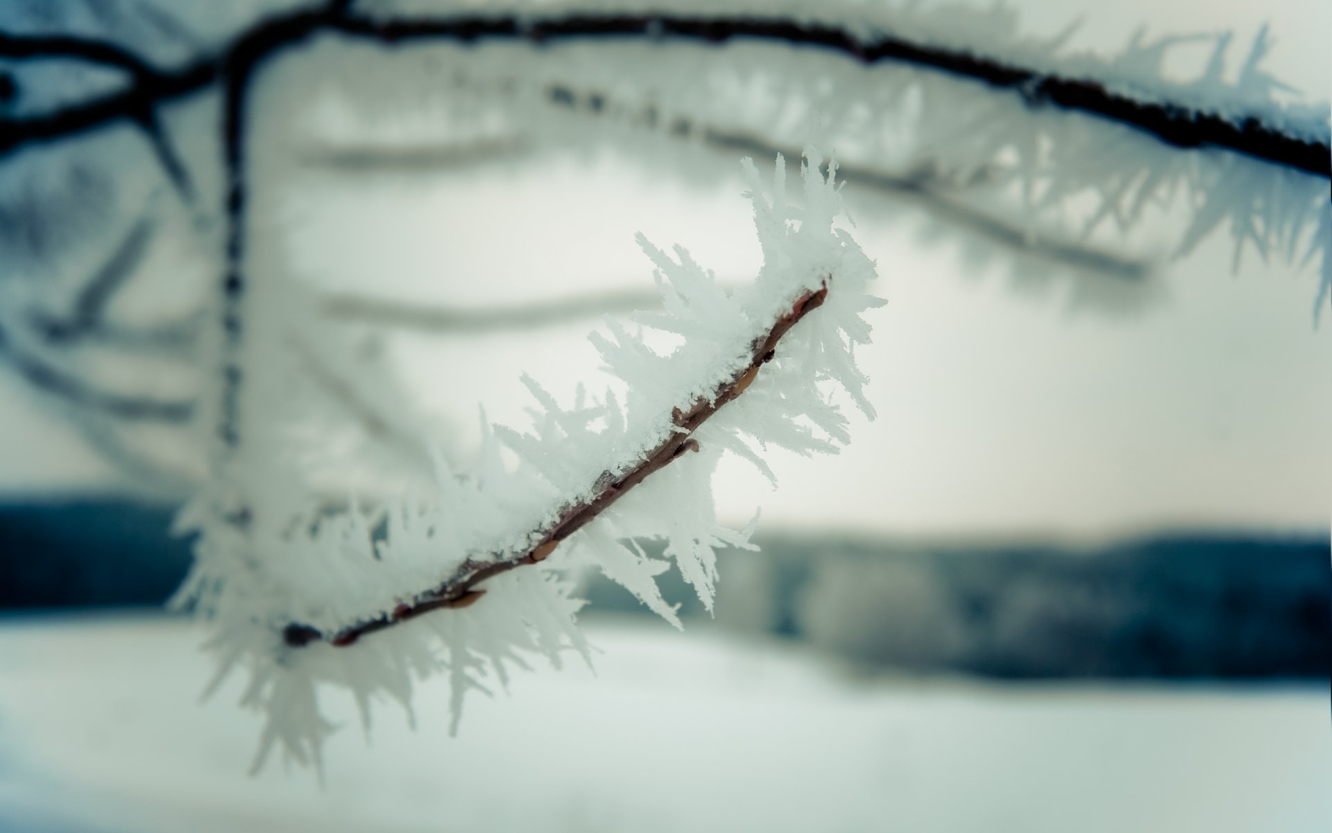 nature close up winter snow