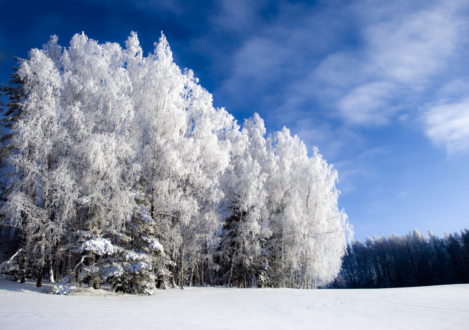 winter is beautiful but cold winter cool forest iny sky