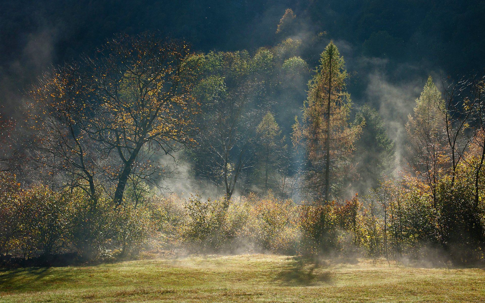 forêt brouillard arbres brume automne lumière