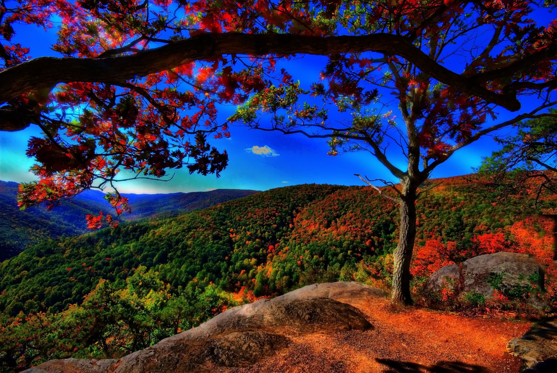 autunno alberi foresta cielo blu colline