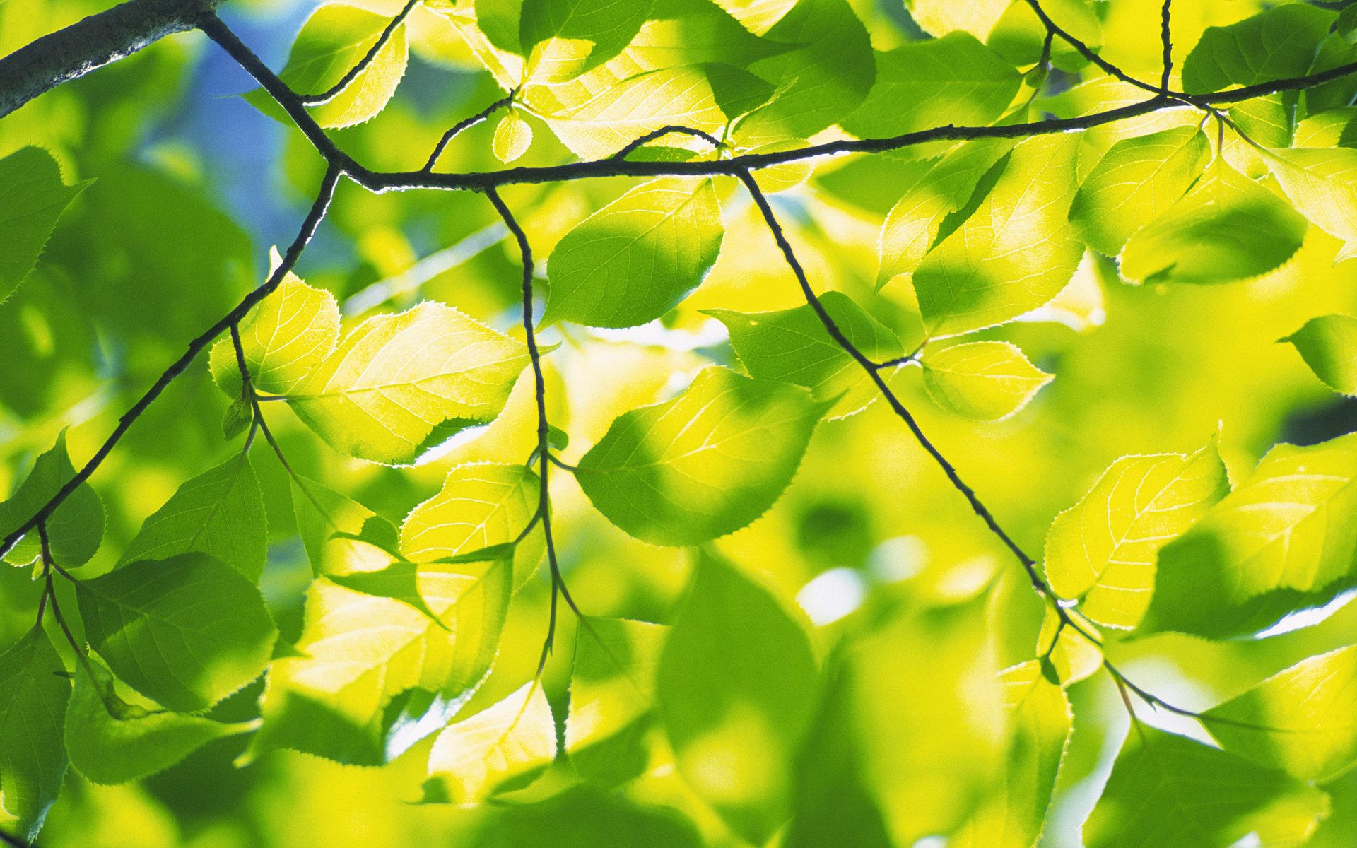 naturaleza primavera hojas follaje vegetación frescura rama ramas árbol