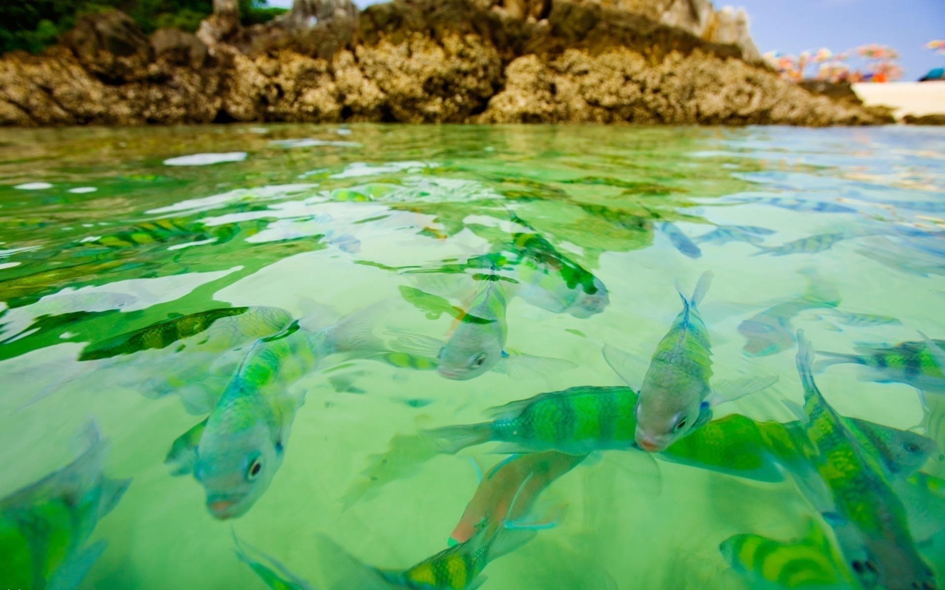 fondo superficie agua mar bandada peces macro