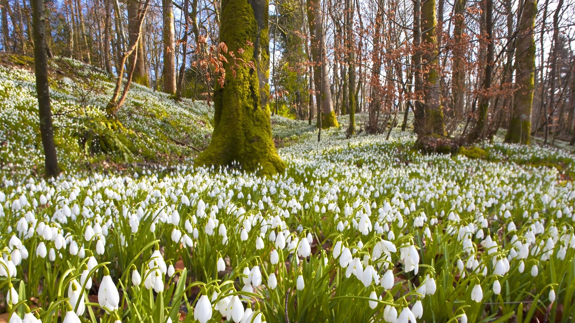 schneeglöckchen blumen weiß bäume zweige wald frühling natur