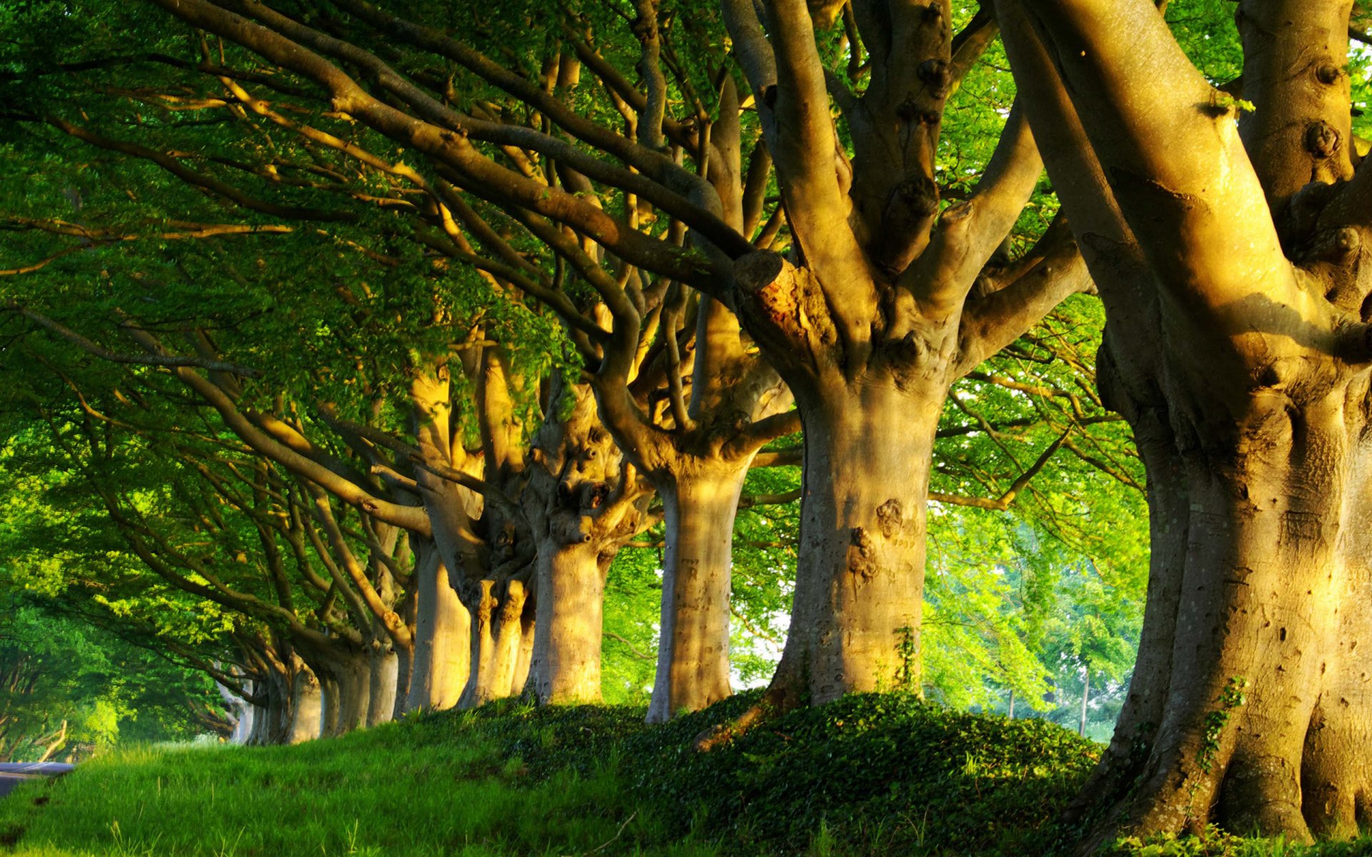 nature forêts arbre arbres verdure matin fraîcheur été printemps herbe route