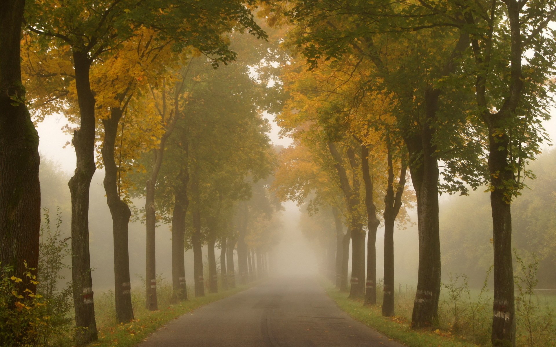 route arbres été