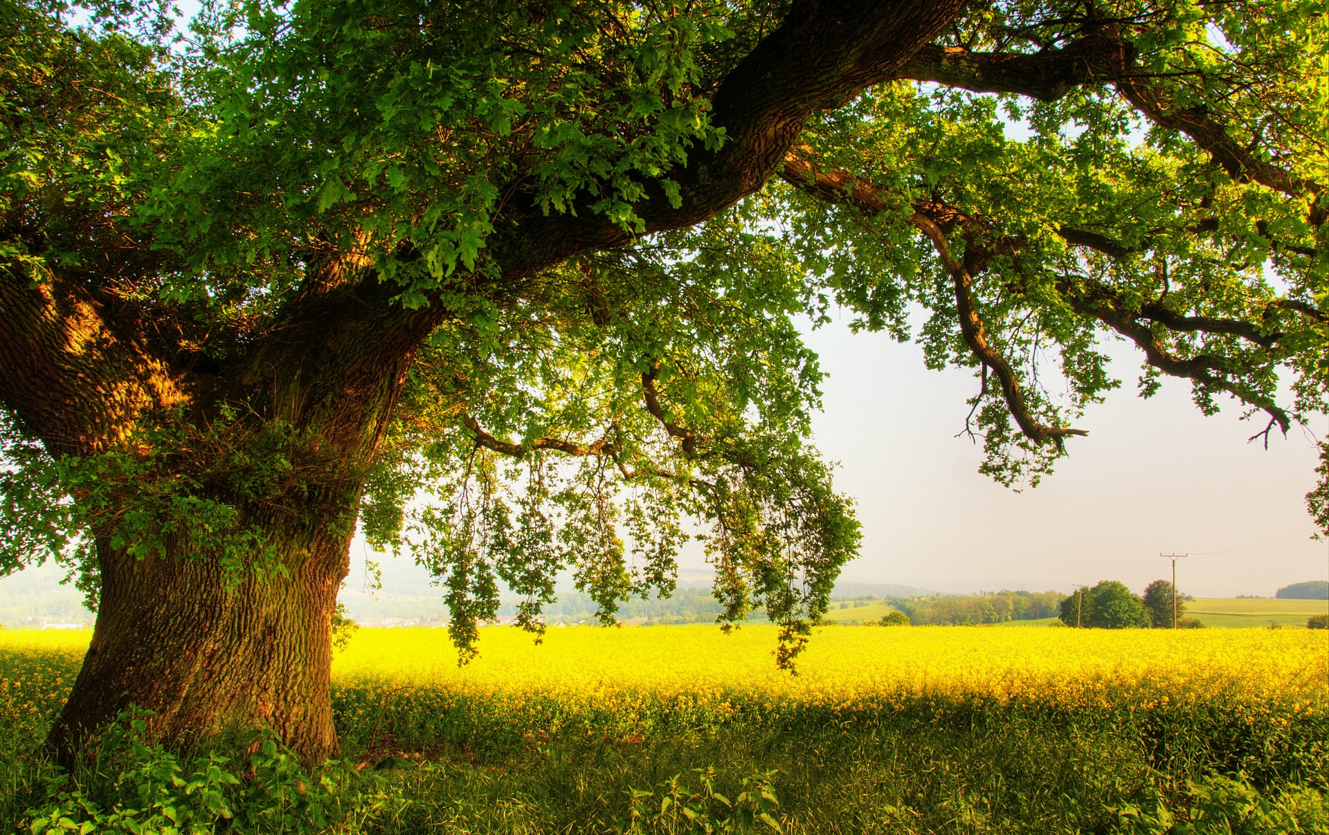 natura drewno dąb pole lato