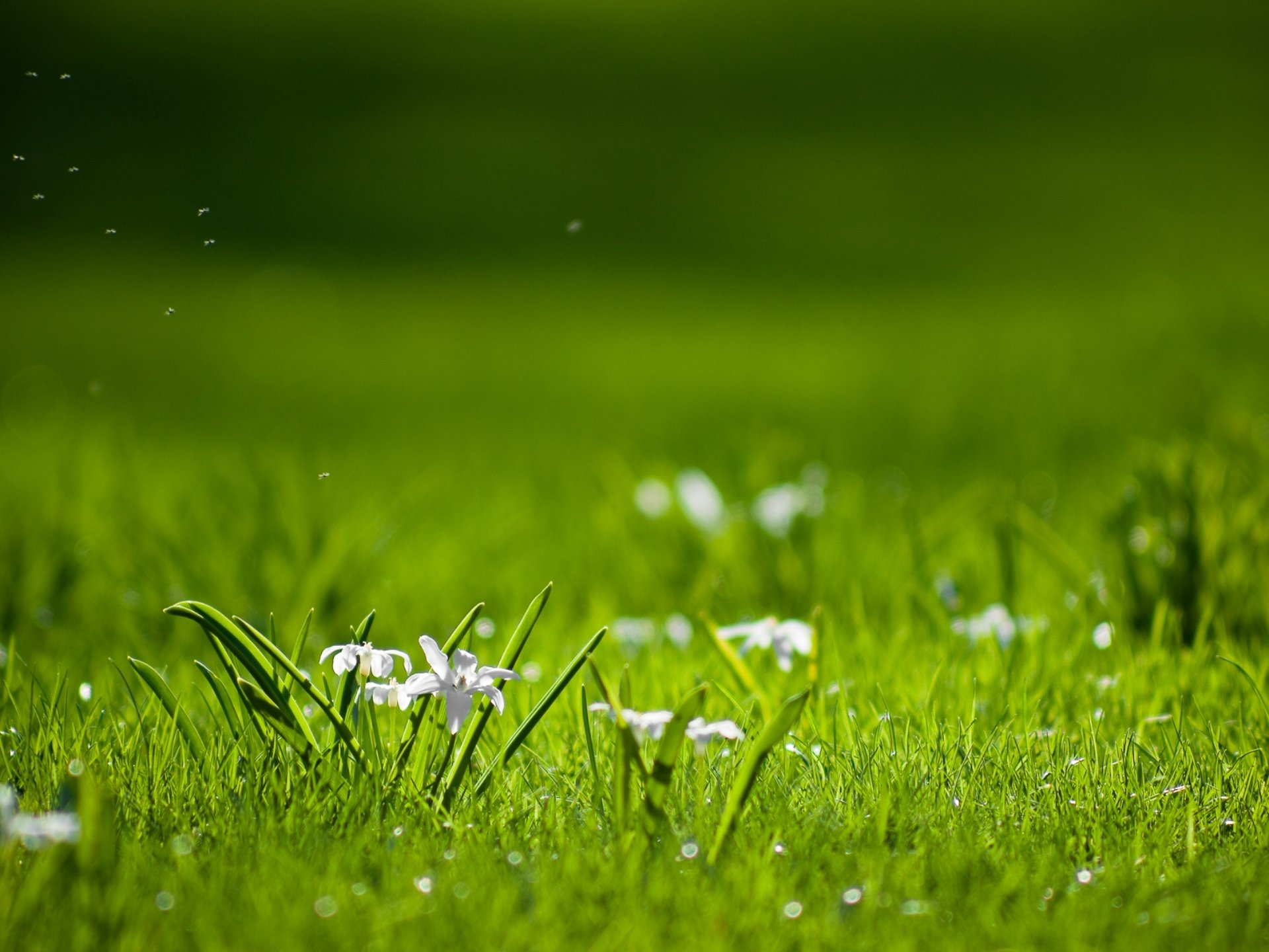 natura erba verde piante fiori radura giorno sole luminoso colori