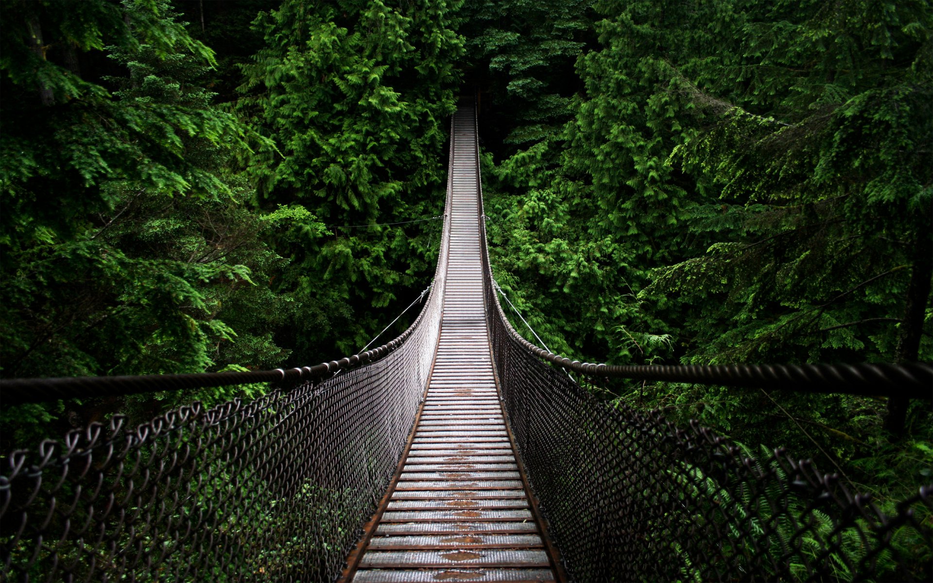 forest bridge pit