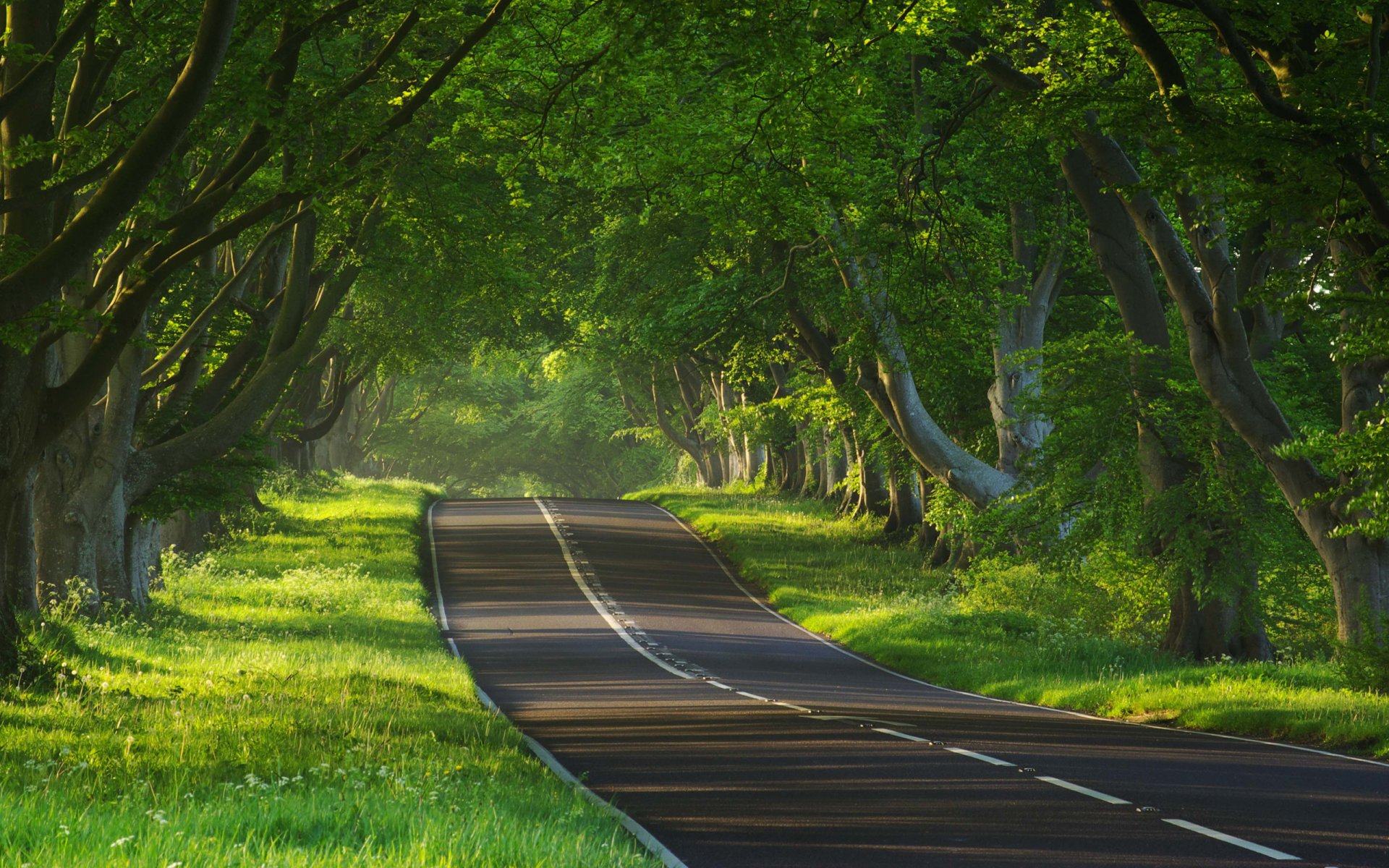 natura strada strade percorso percorsi albero alberi umore umore foto della natura