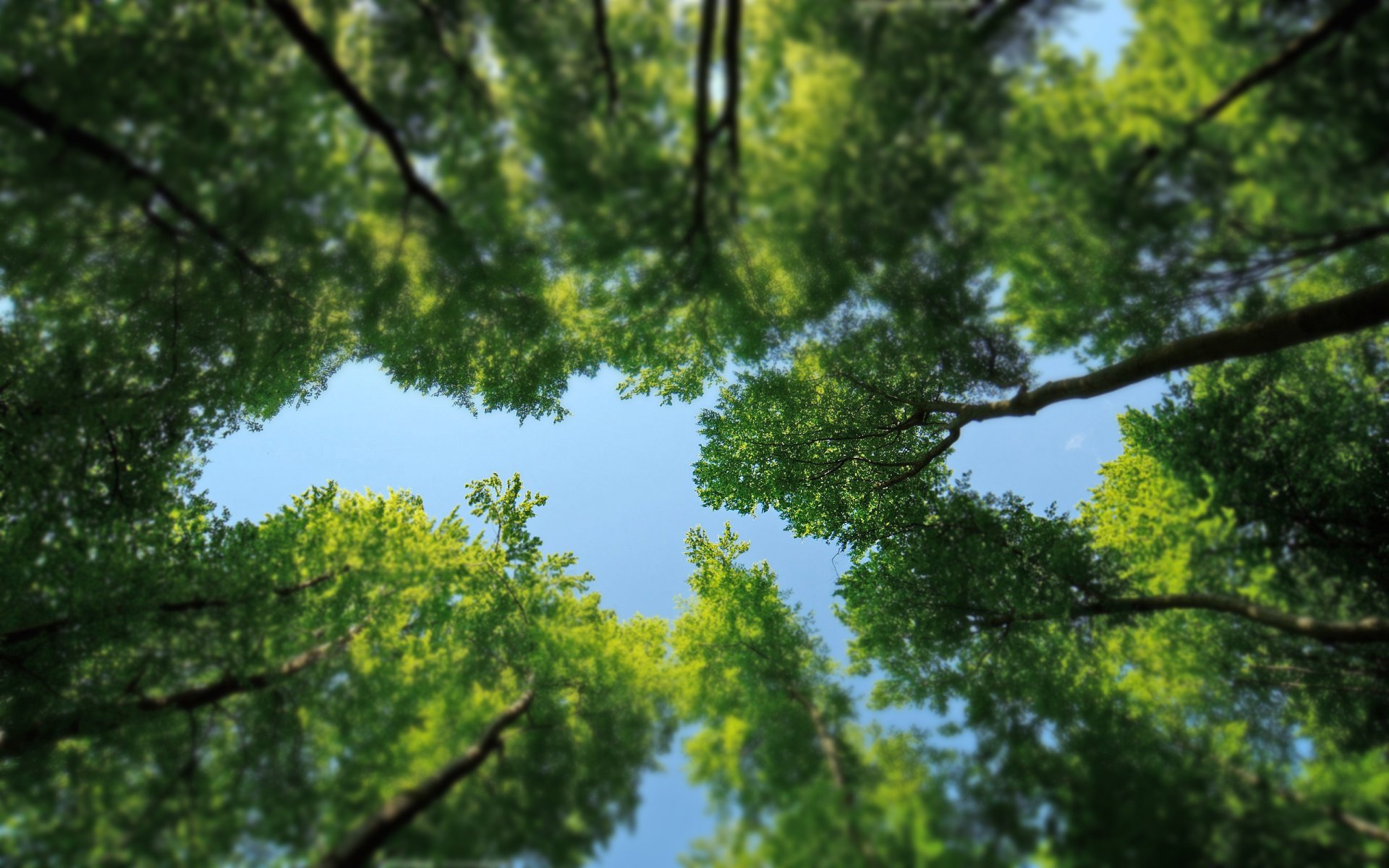 nature tree leaves crown green forest tilt-shift