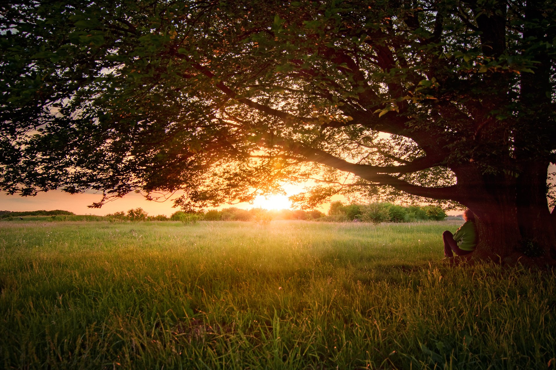 naturaleza árbol verano mabut junio hombre