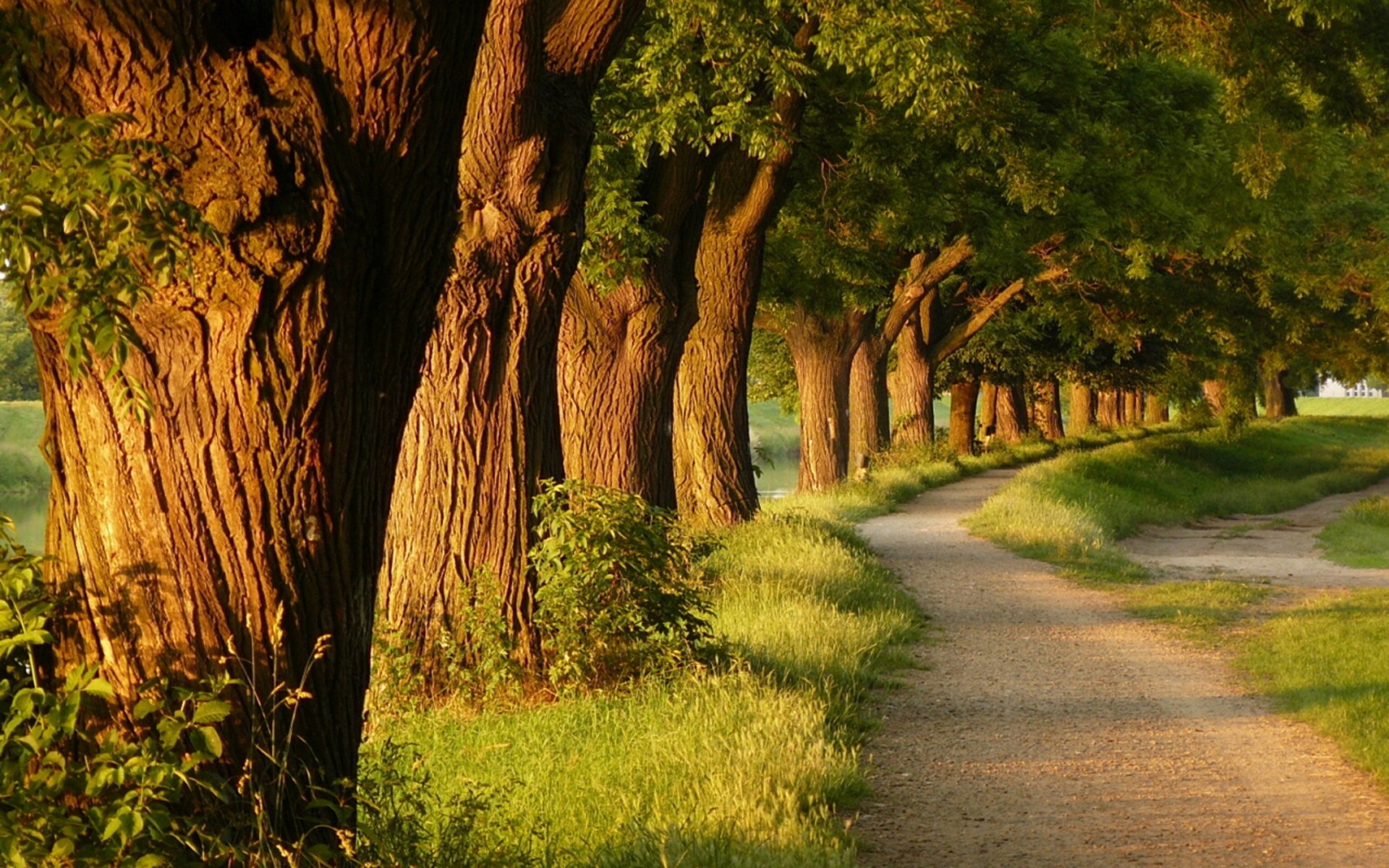 noche naturaleza árbol árboles parques callejón callejones hierba sendero senderos belleza luz