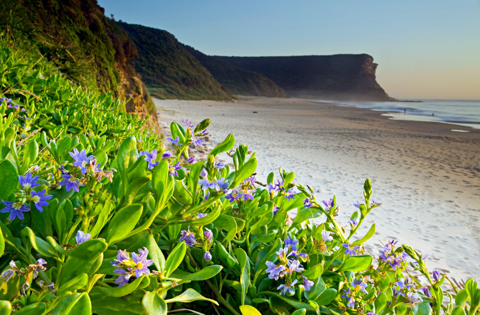 nature sea beach flower