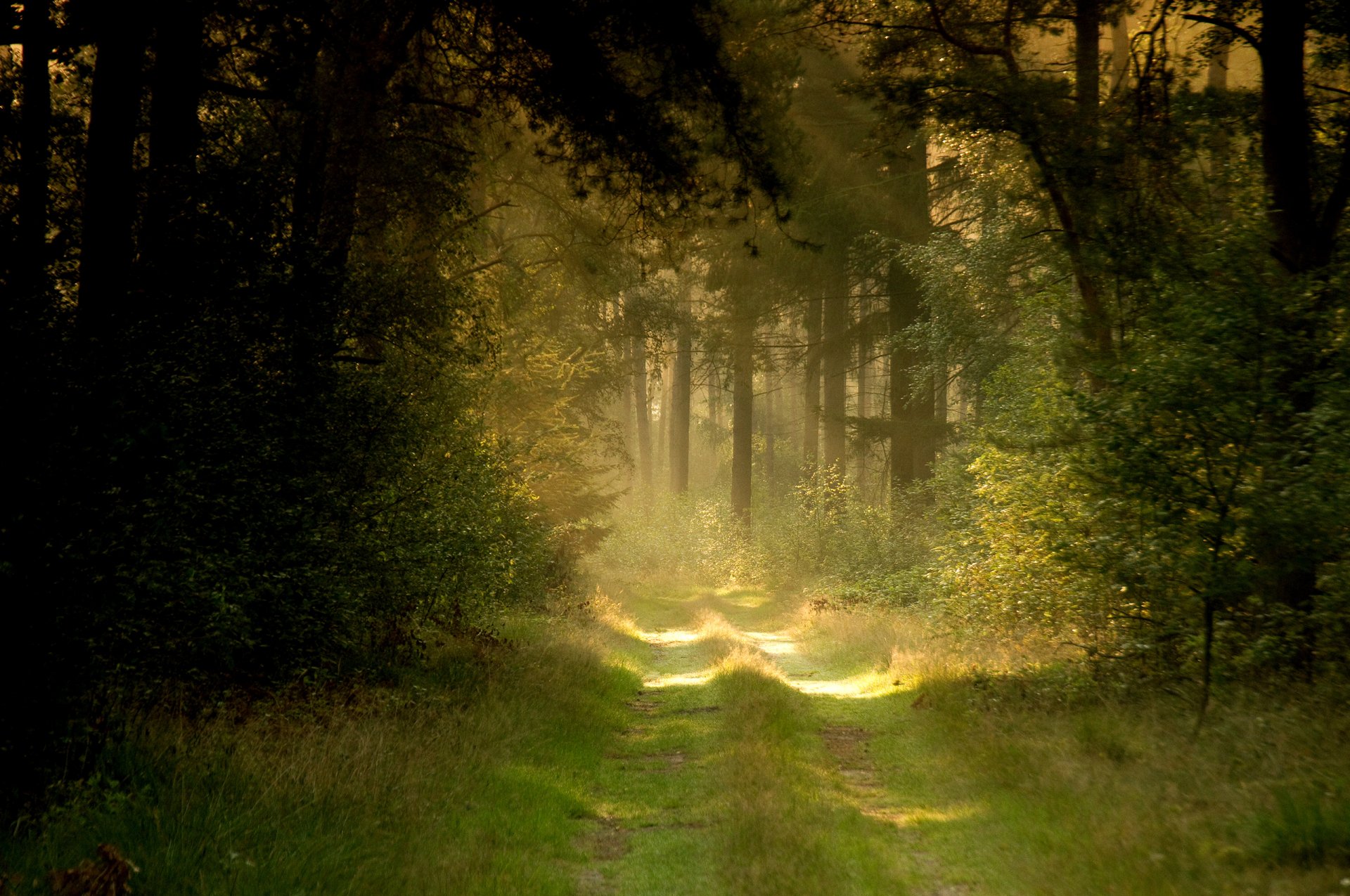 natura strada foresta estate