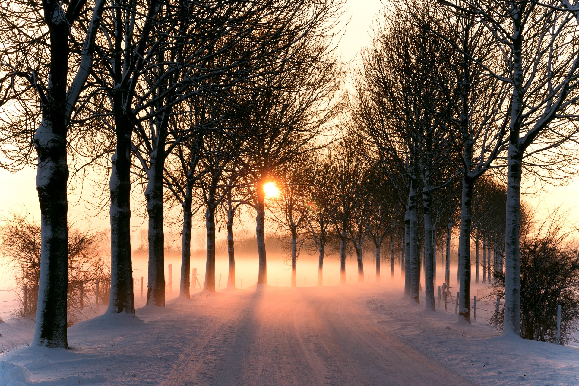 nature winter road tree light sun