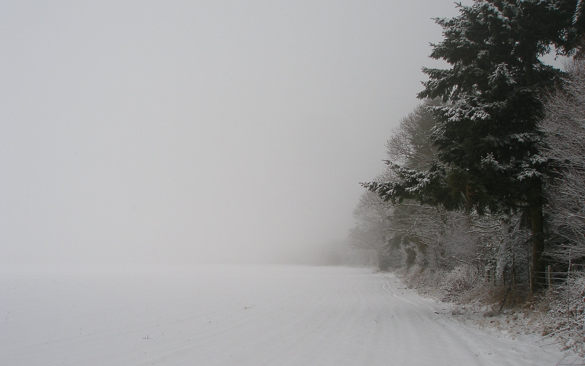 invierno naturaleza nieve árboles bosque árbol tormenta de nieve año nuevo