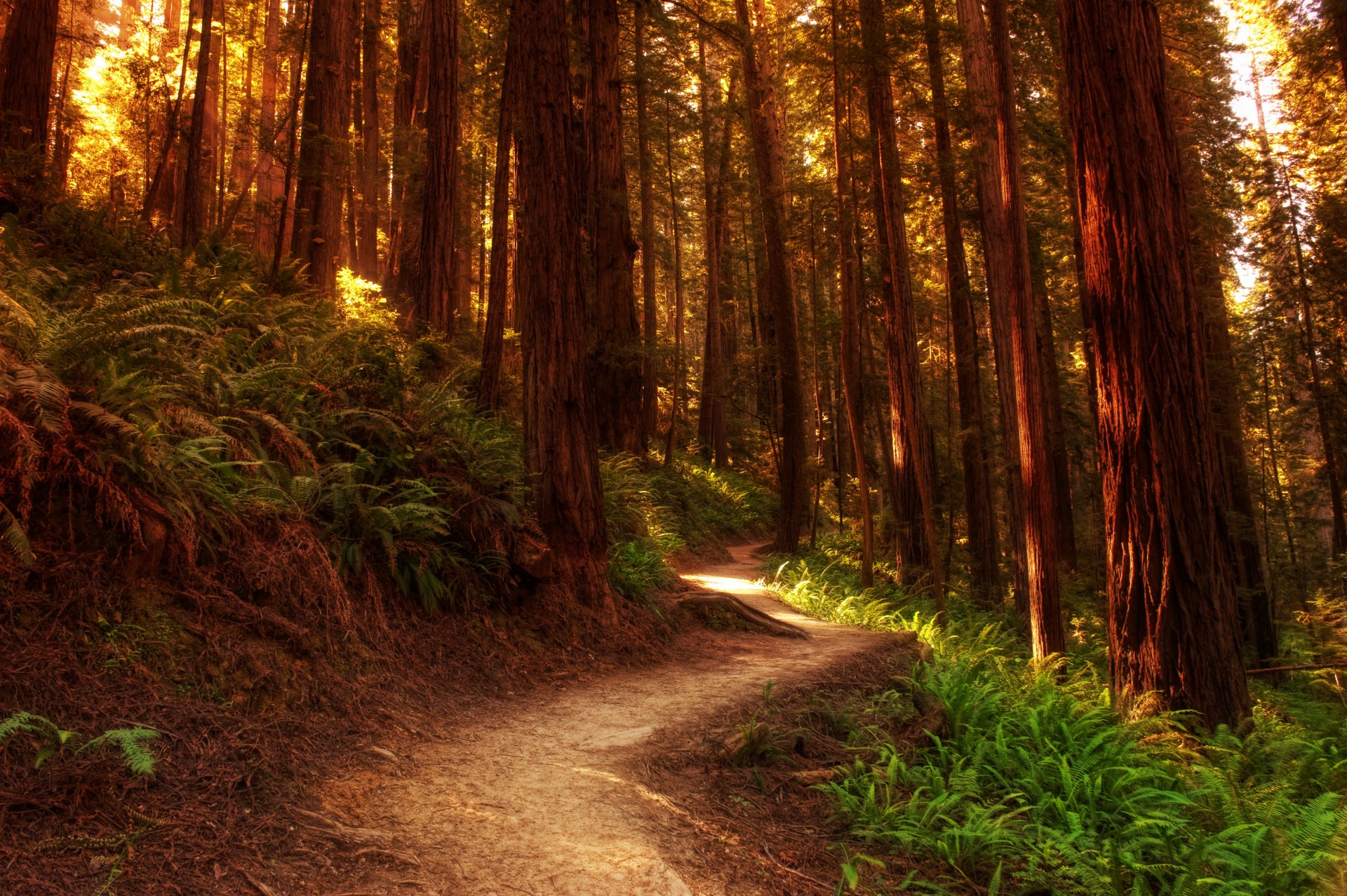 natura foreste alberi percorsi erba