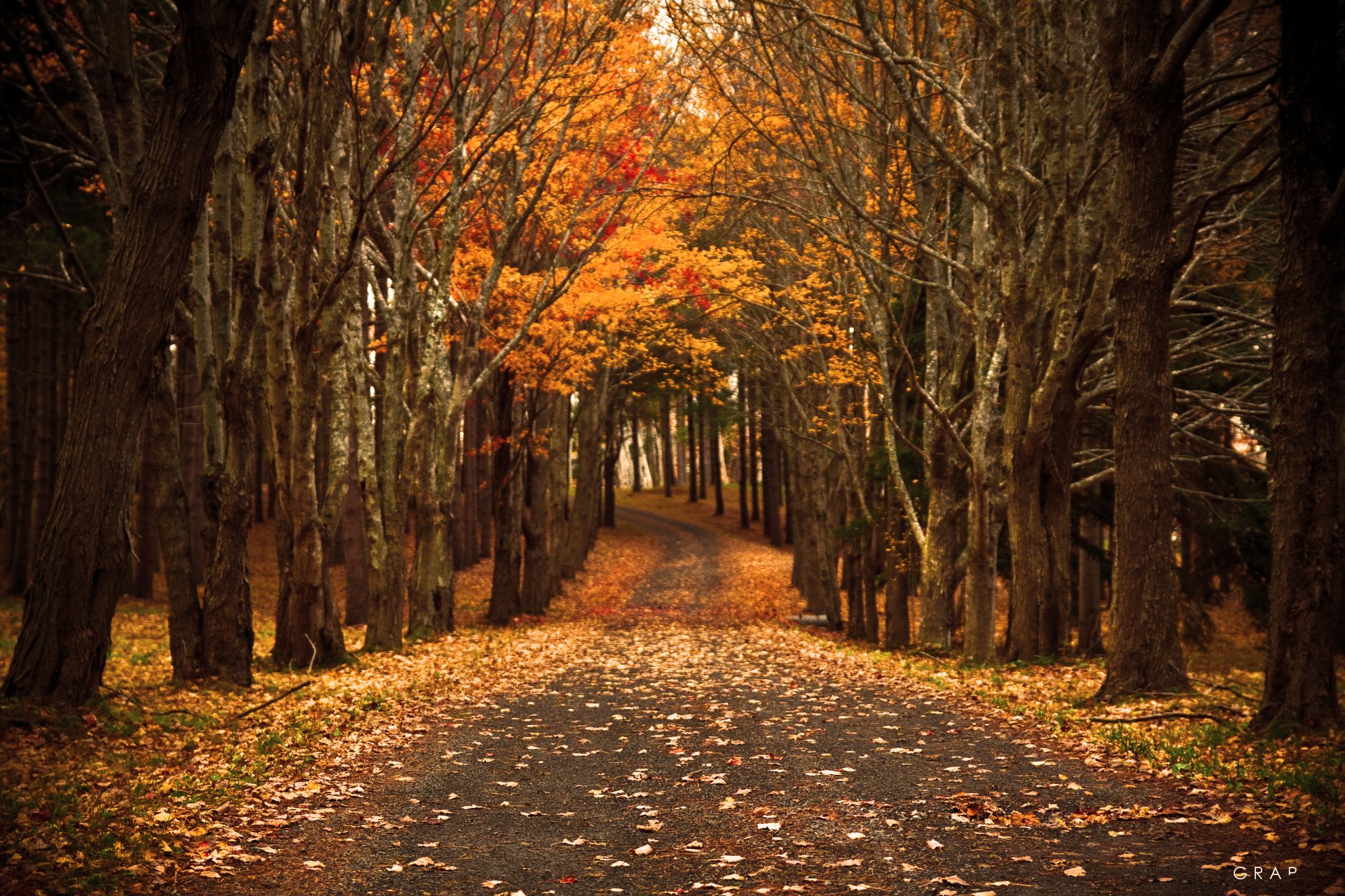 natur straße herbst laub