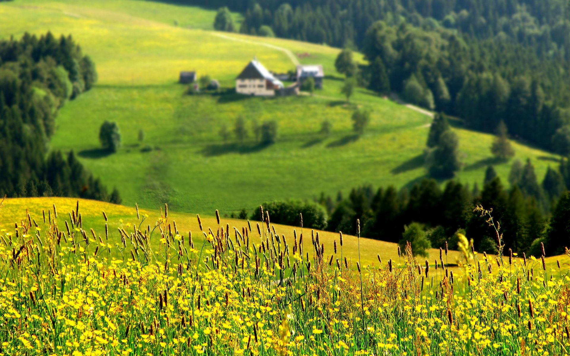 hang von oben ansicht unschärfe wald hütte sommer kräuter blumen sonne