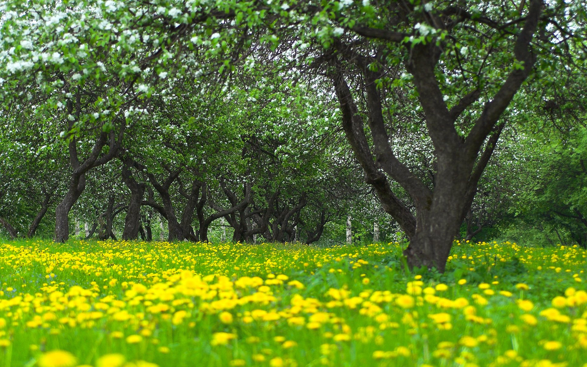 upplies tree apple bloom dandelions grass flower blur spring nature