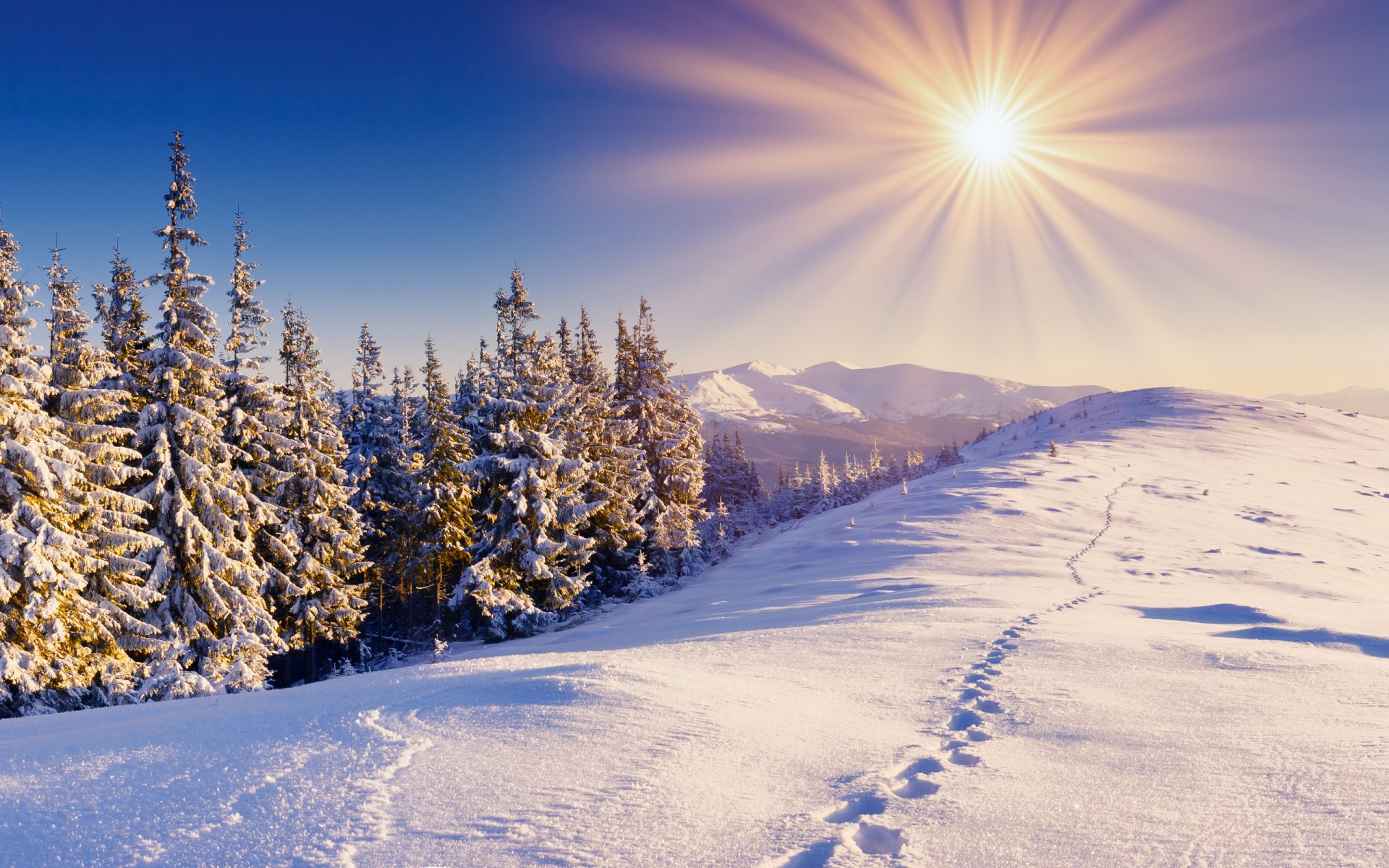 forêt hiver neige traces montagnes ciel soleil