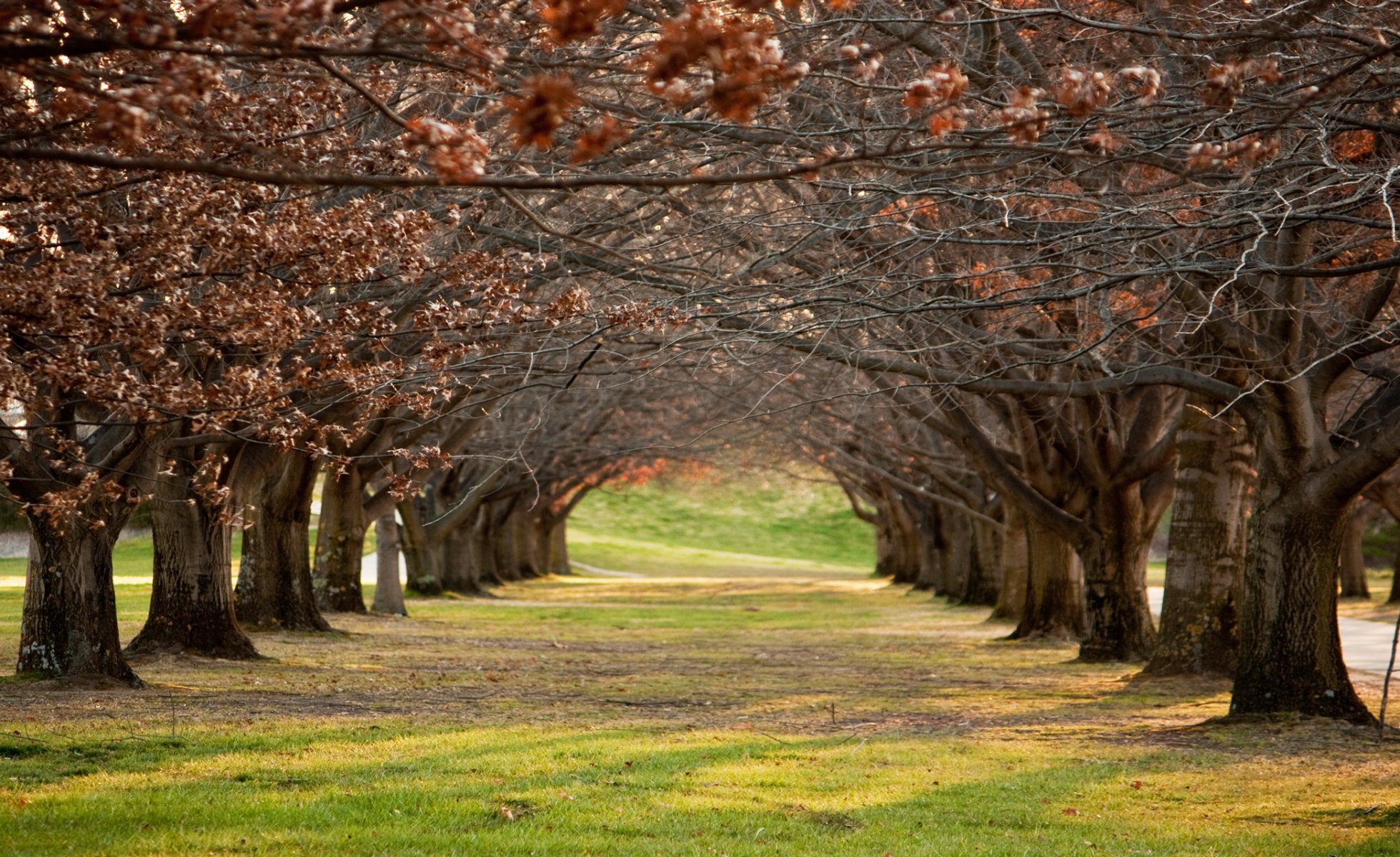 park gasse bäume zweige reihen herbst letzte blätter gras sonniger tag