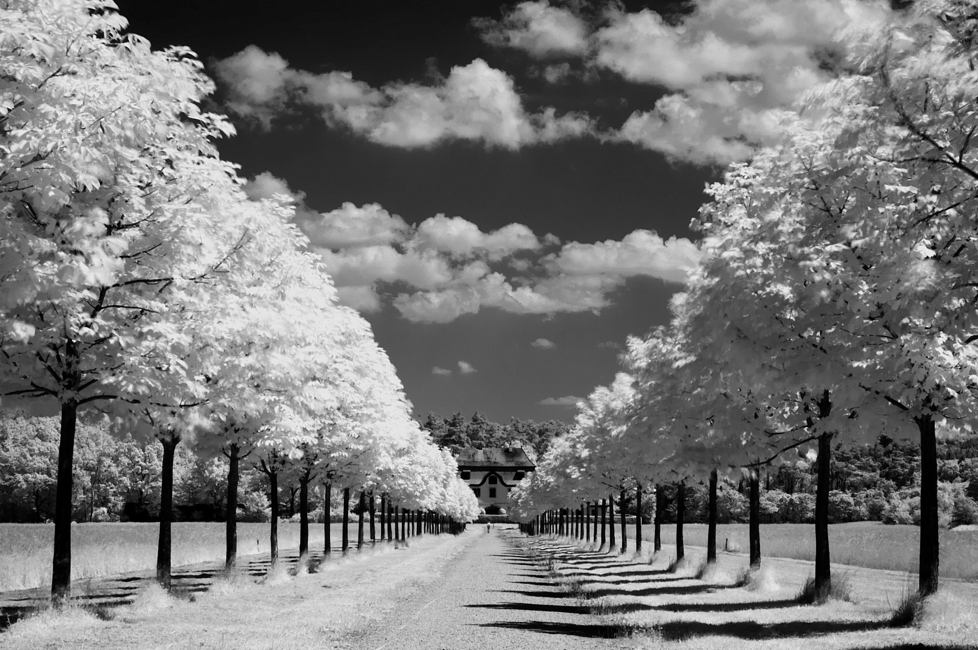 naturaleza carretera árboles callejón horizonte cielo nubes sol rayos día foto negro blanco fondo fondo de pantalla