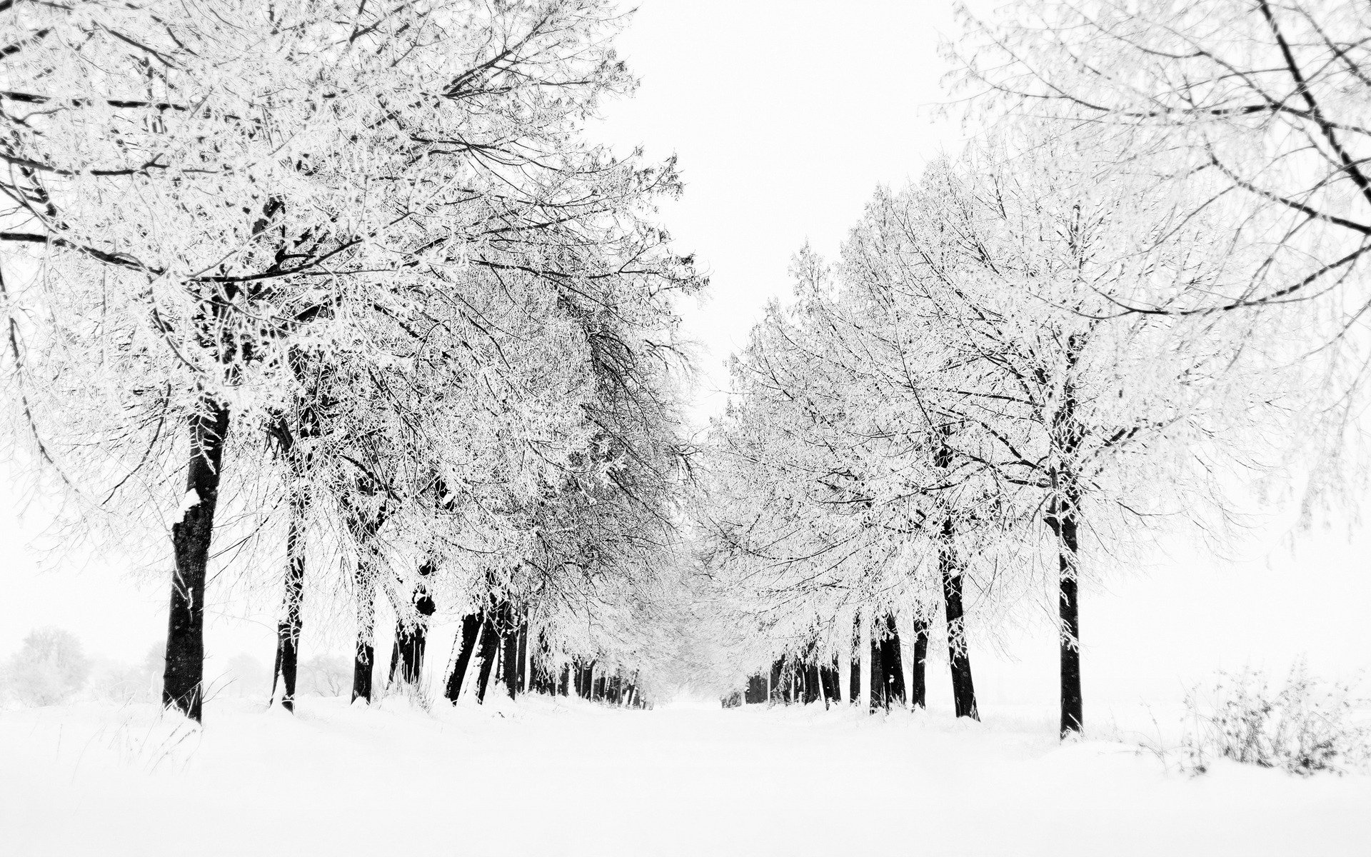 winter nature snow tree trees view blizzard