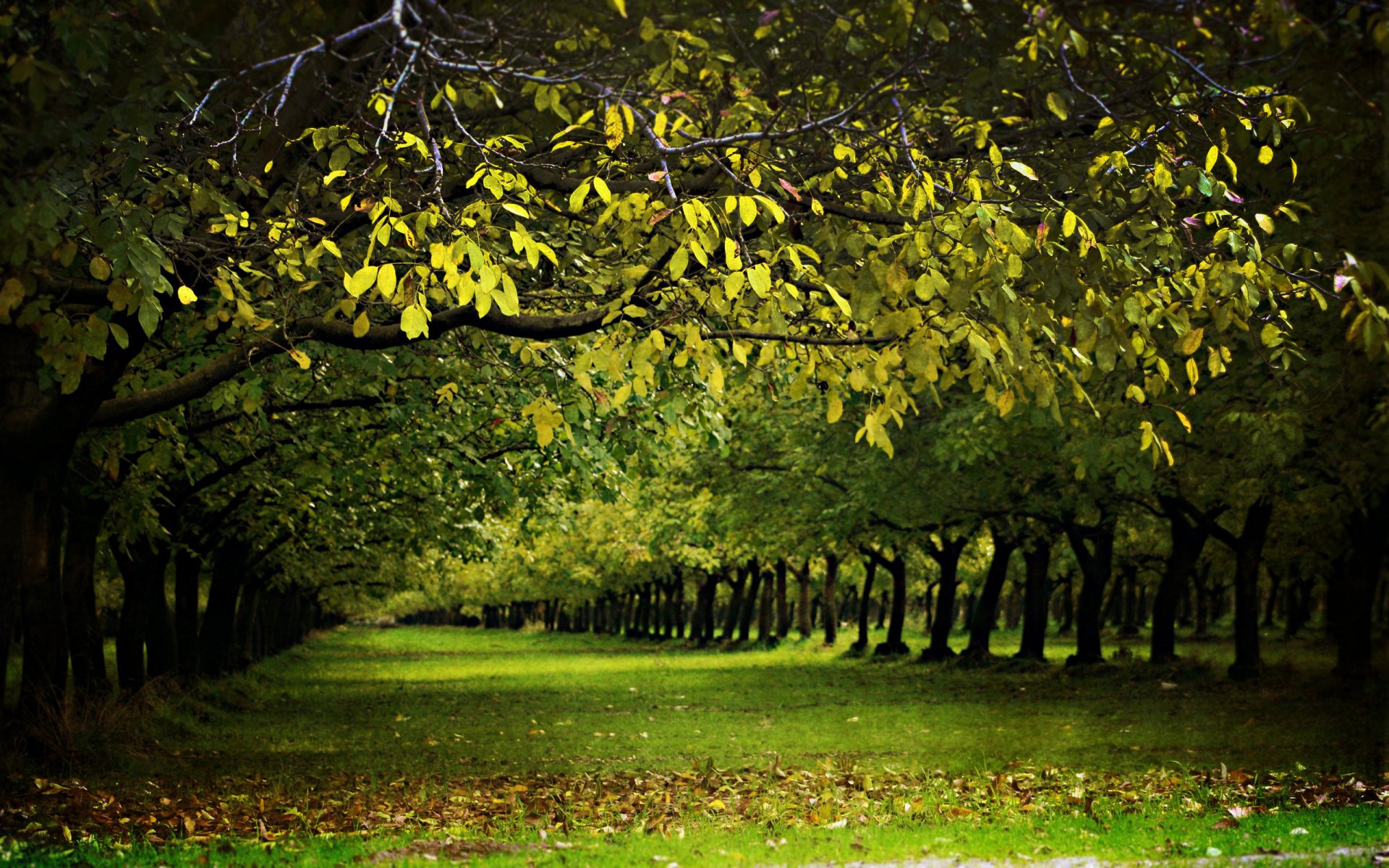 natura foreste albero alberi vicolo vicoli primavera estate verde erba con la natura