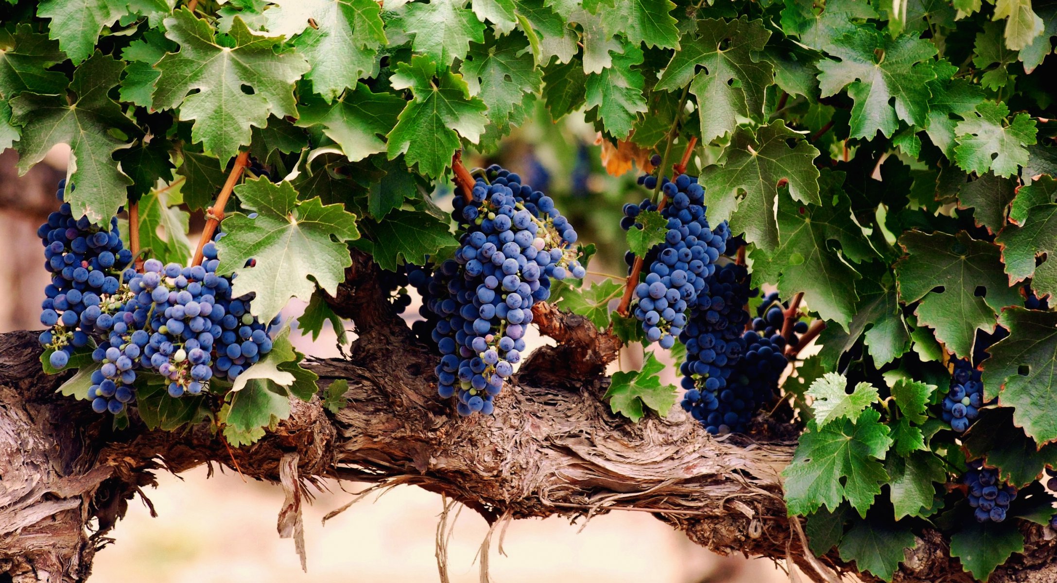 raisin vigne grappe brosse feuilles baies