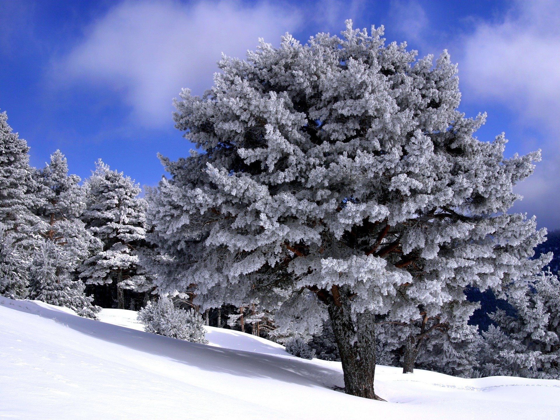 hiver forêt neige blanc comme neige