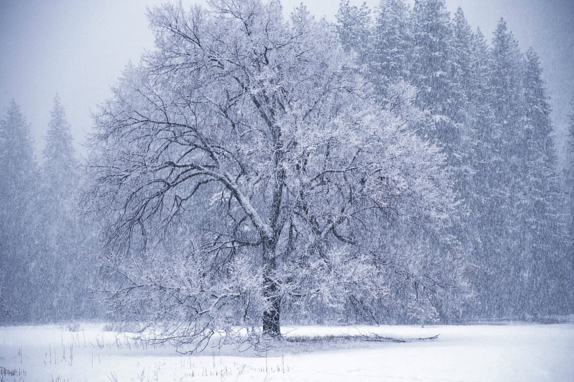 invierno árbol ventisca