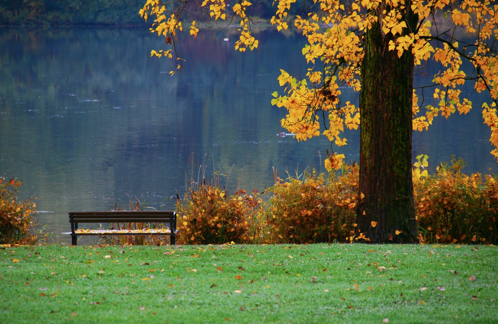 natur herbst fluss teich baum laub geschäft