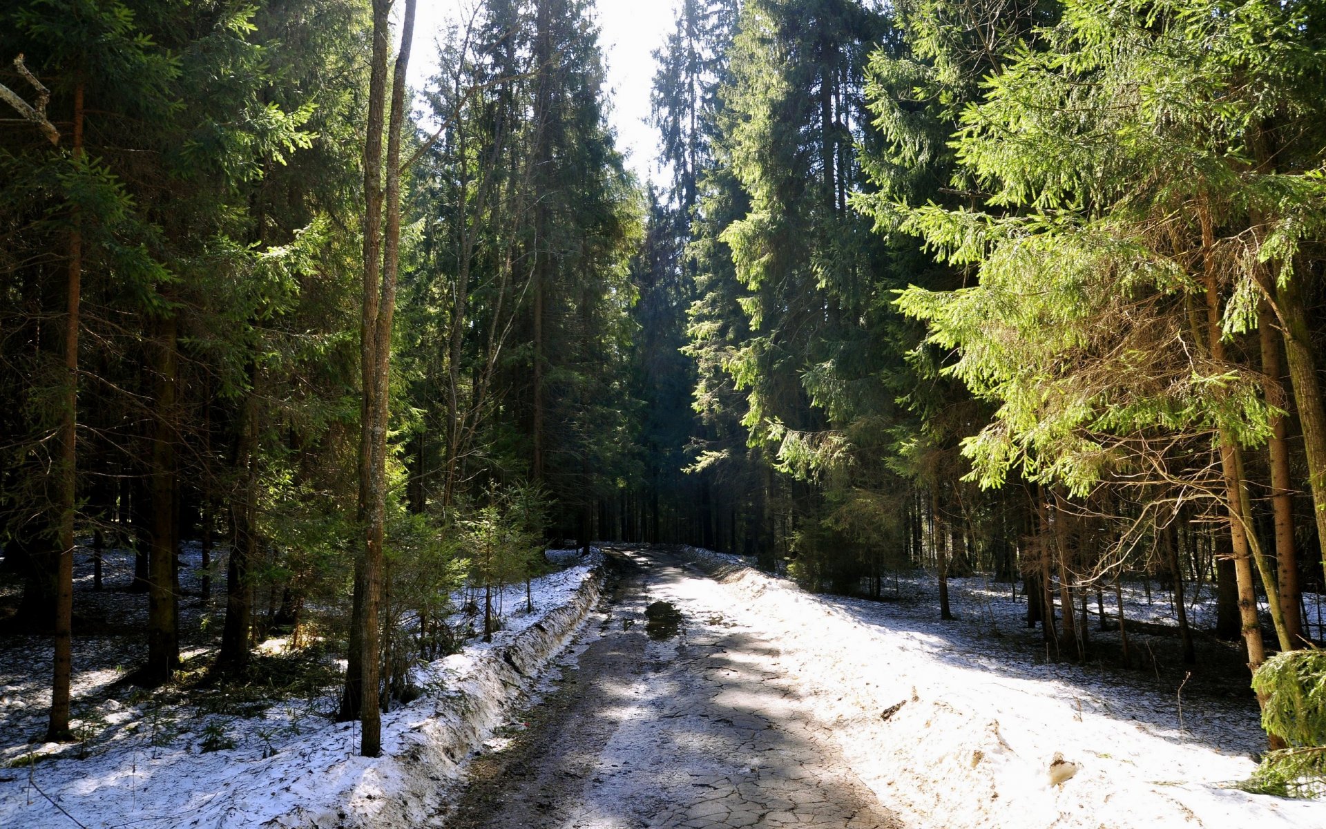 pring snow road spruce christmas tree forest nature