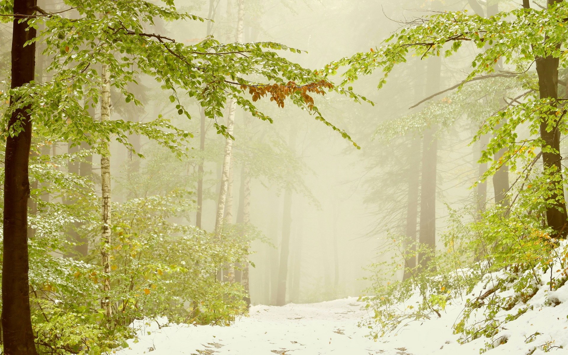 neige verdure feuilles arbres branches branches brouillard nature