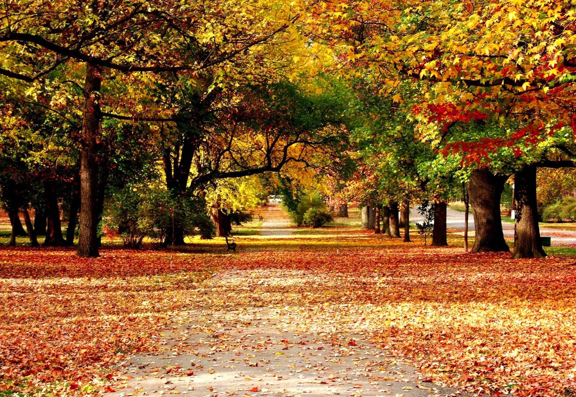 alley autumn nature leaves paint