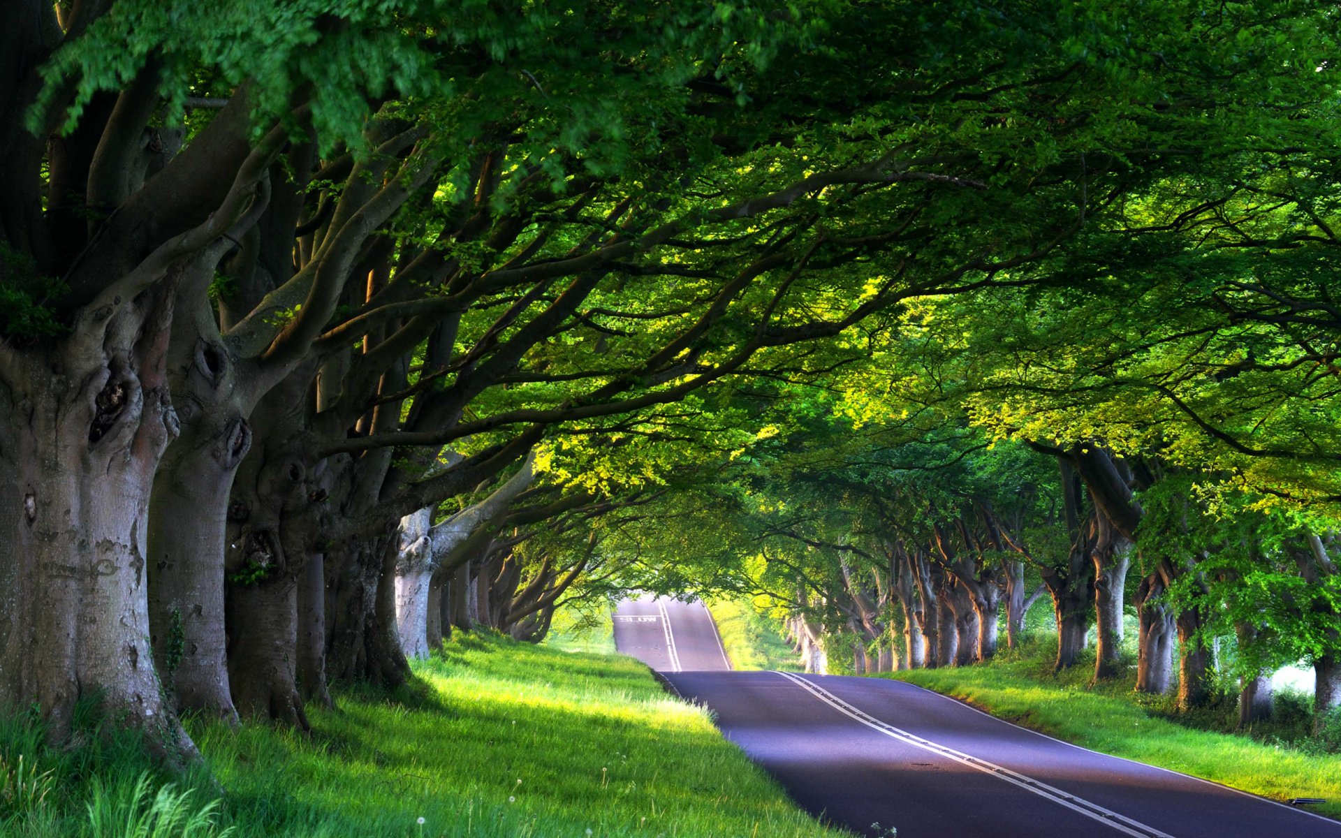 road alley roads alleys nature forest trees tree spring summer path journey travel way